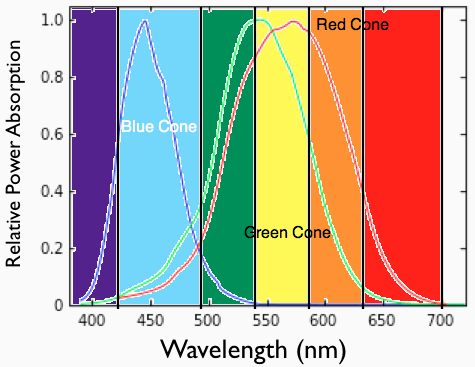 sensitivity of human eye cones